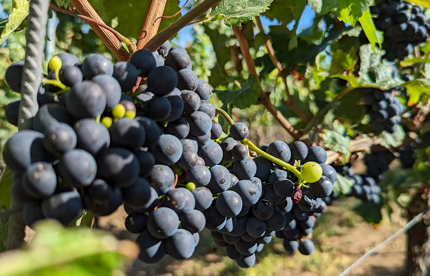 Wine Tour — vineyards of France